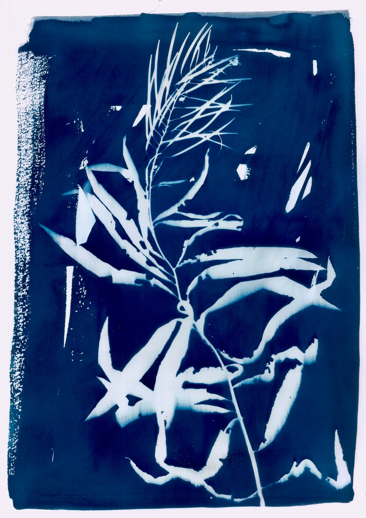 Cyanotypes de Julie Athané